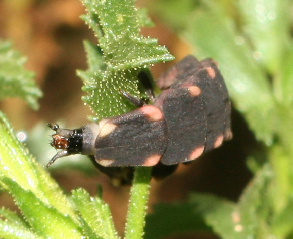 Larva di Lampyris sardiniae